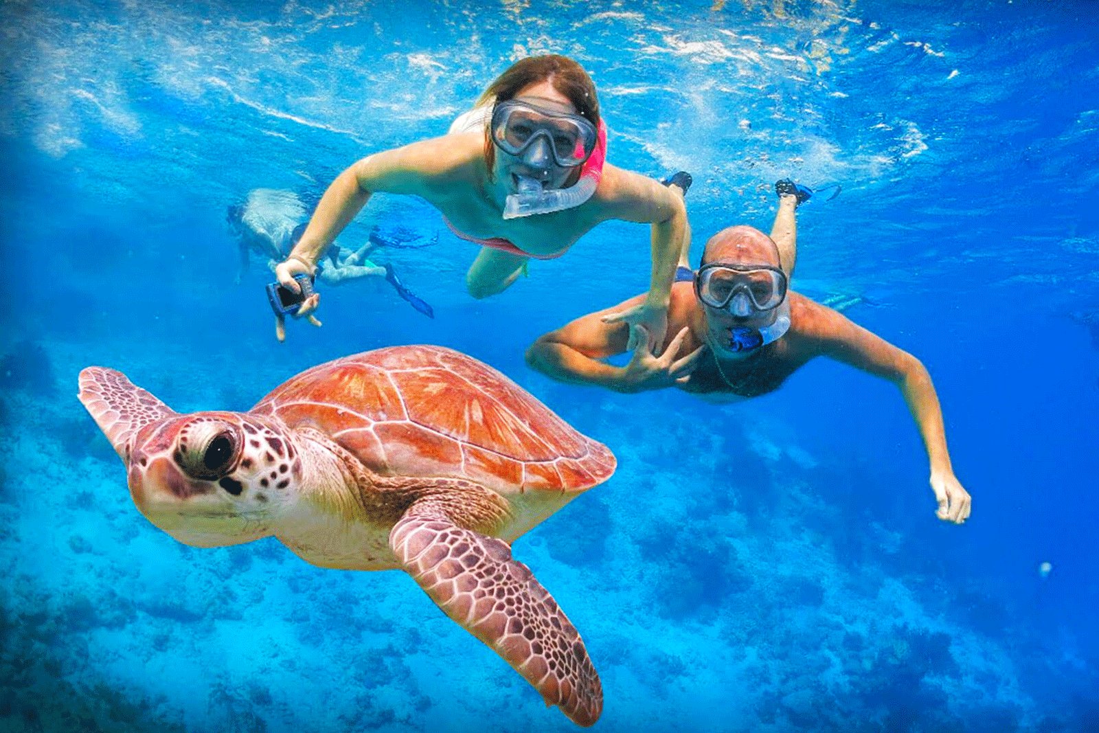 virgin islands sailing kids snorkeling with sea turtles